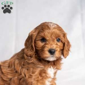 Xan, Cavapoo Puppy